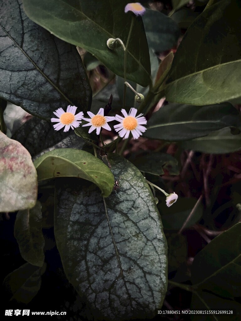 紫菀
