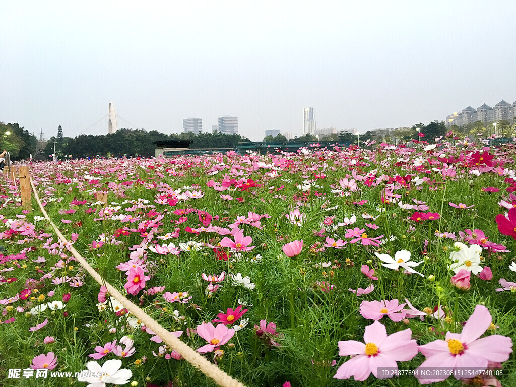 花海