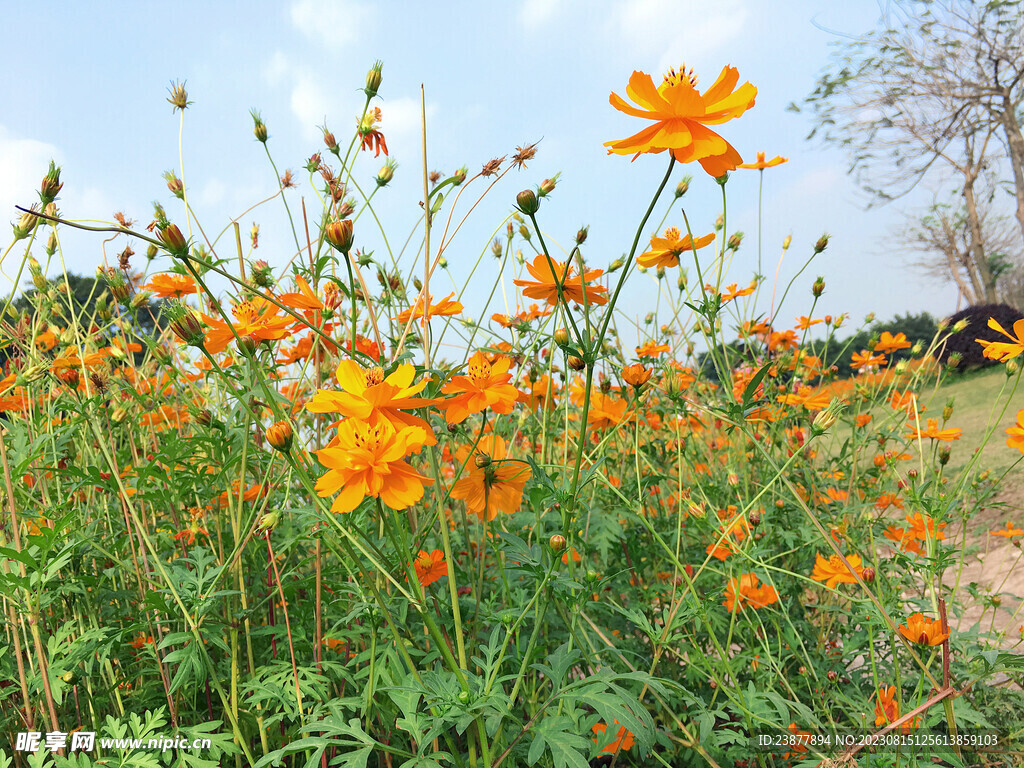 硫华菊