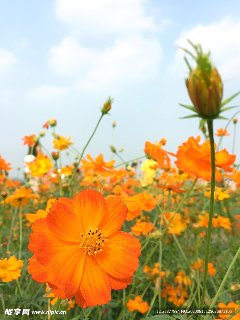 硫华菊