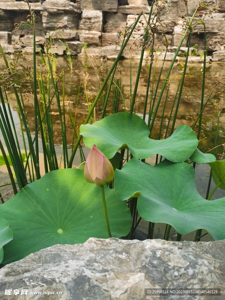 荷花