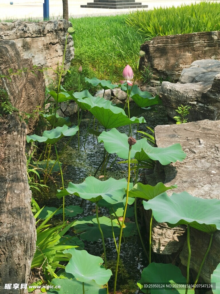 荷花