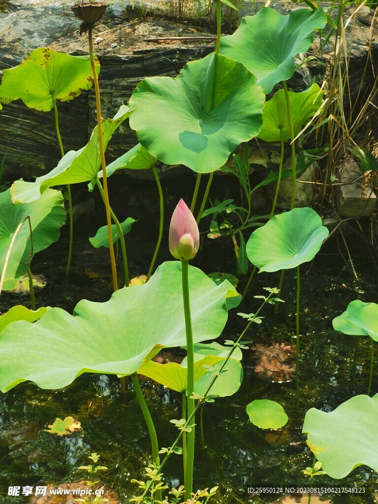 荷花