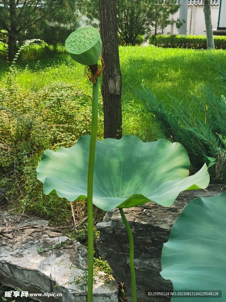 荷花