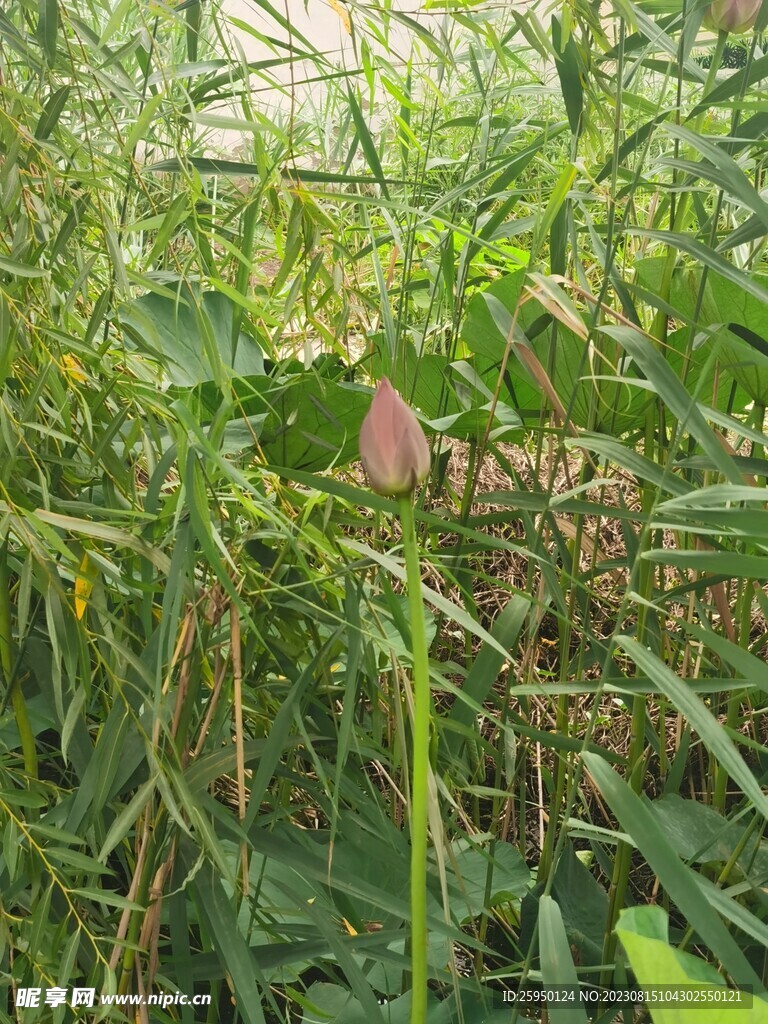 荷花