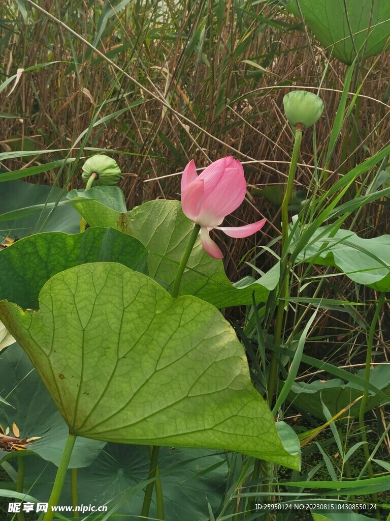 荷花