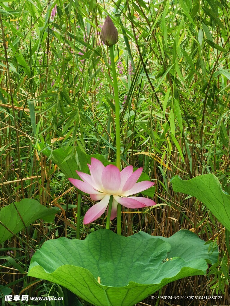 荷花