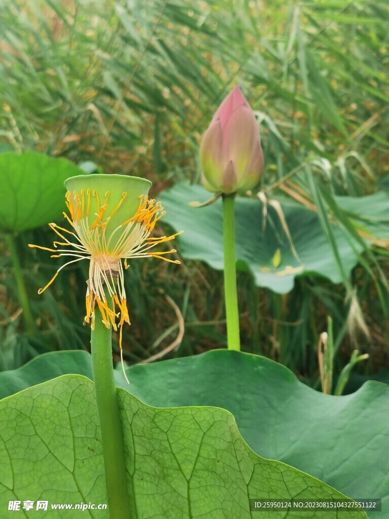 荷花