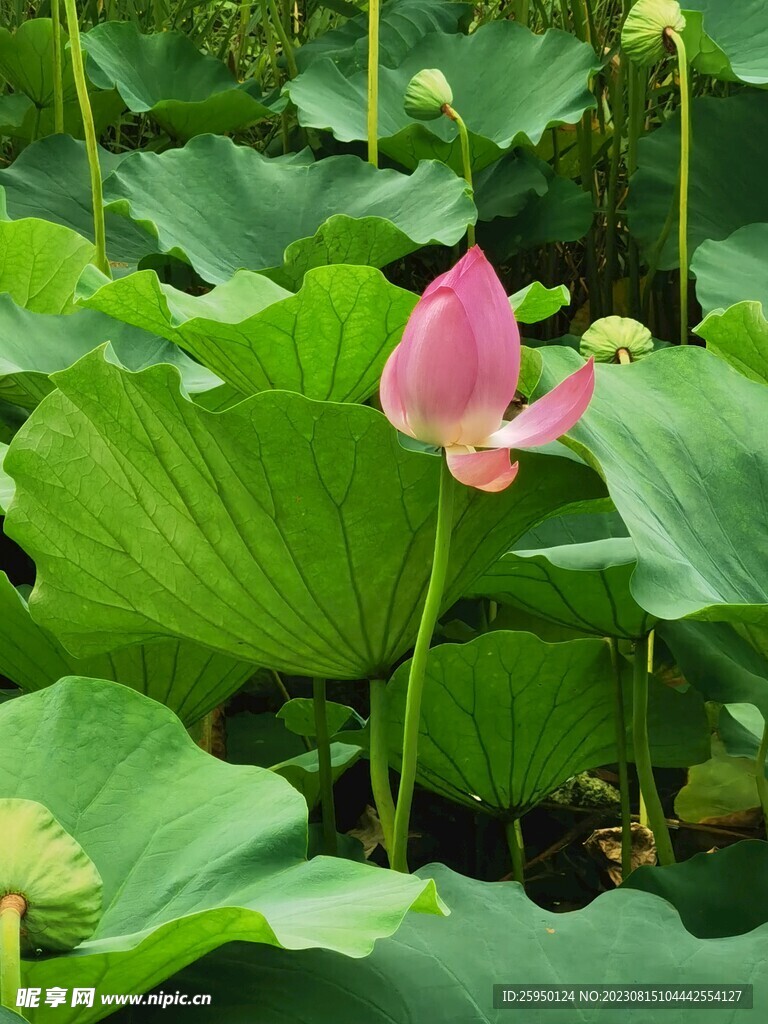 荷花