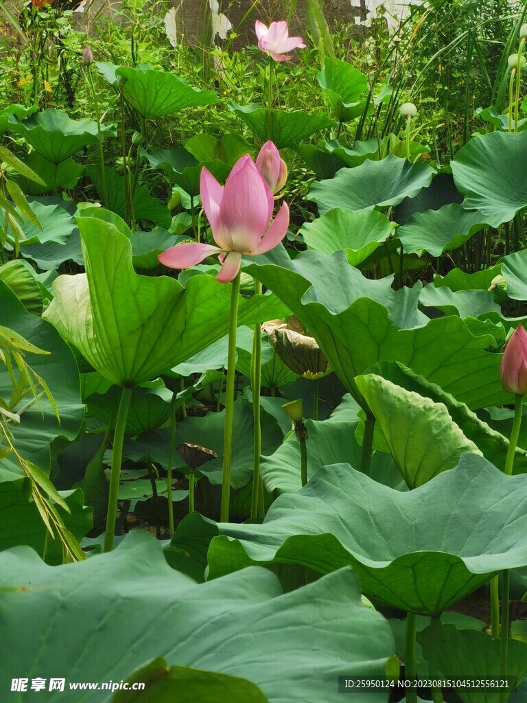 荷花