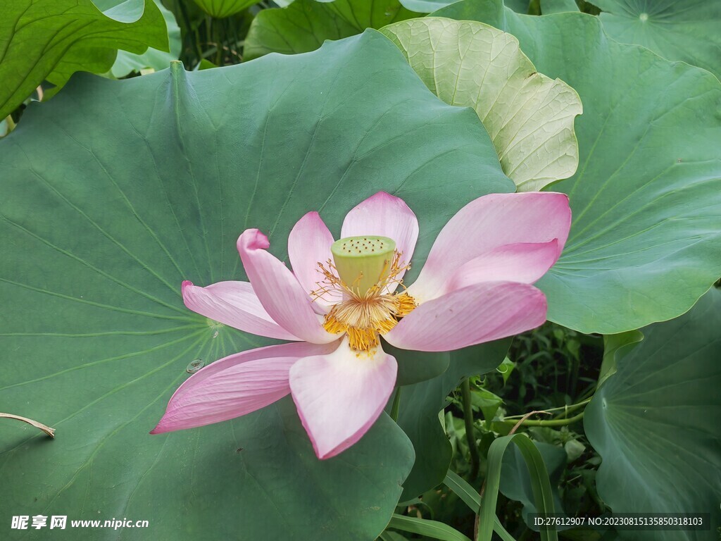荷花