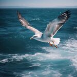 海鸥
