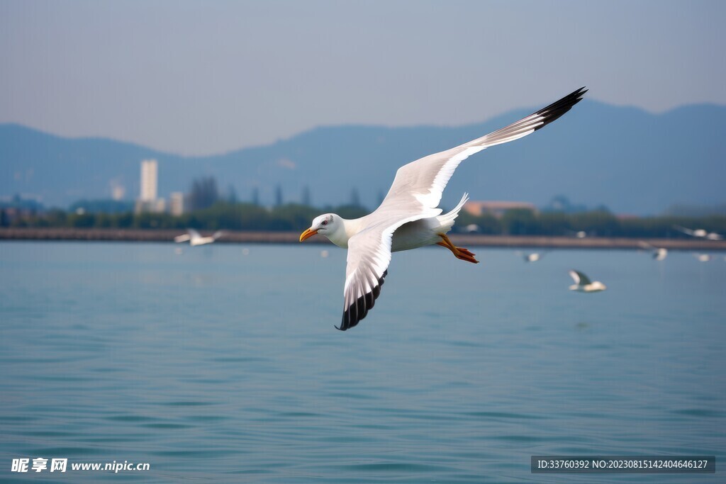 海鸥