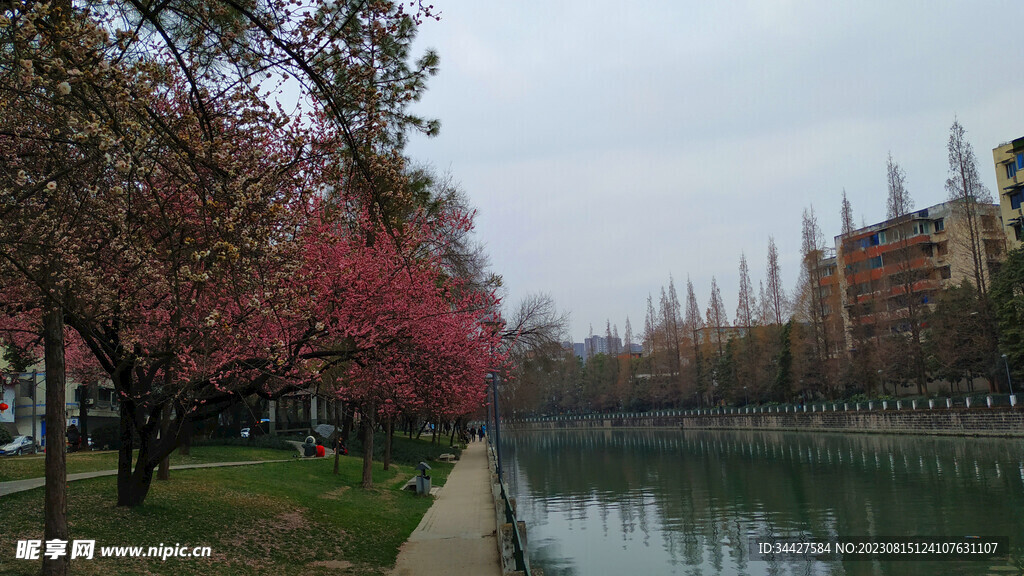 河景和樱花