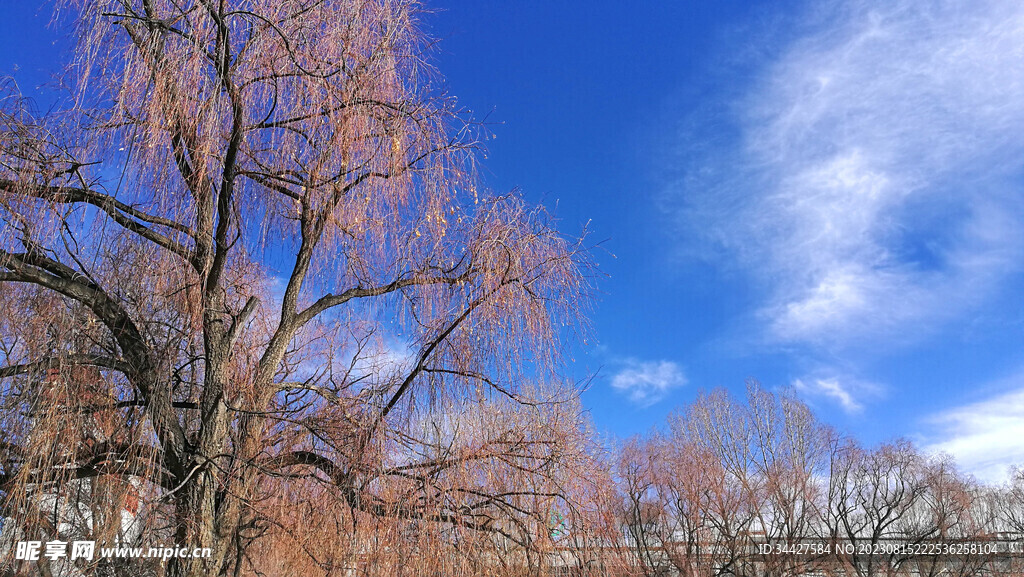 天空和树木