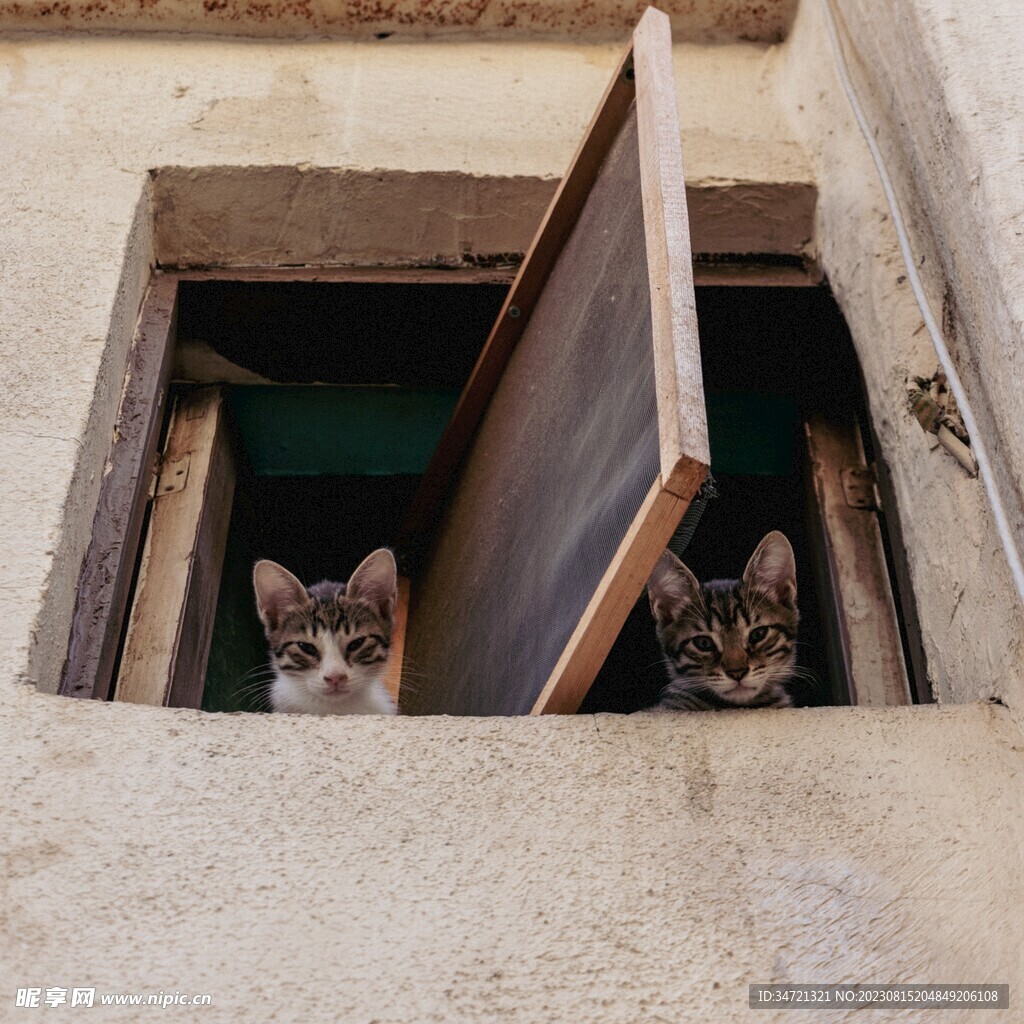壁纸 毛茸茸的小猫，两只猫 2560x1600 HD 高清壁纸, 图片, 照片