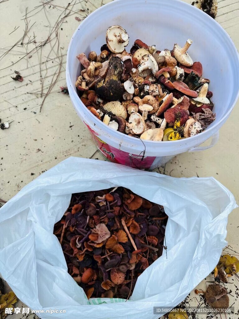 蘑菇