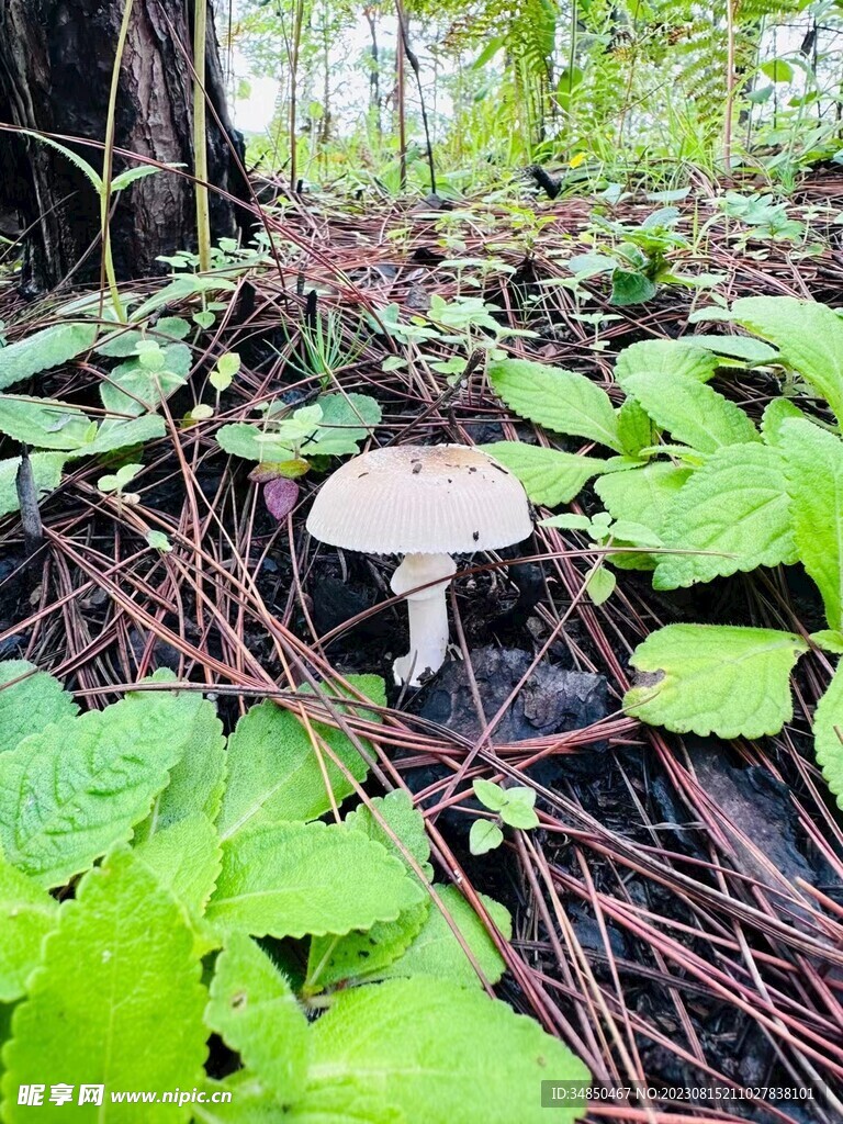 蘑菇