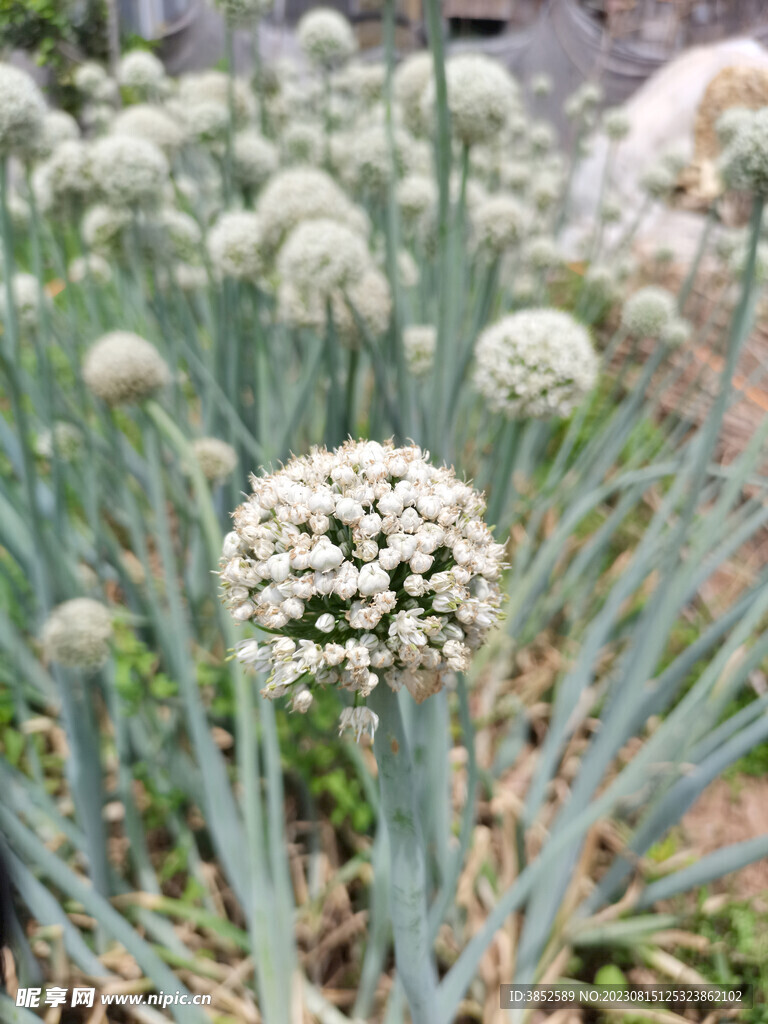 葱花特写