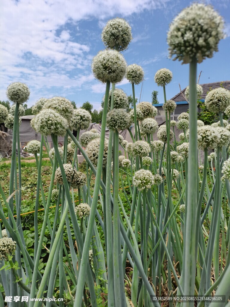 葱花 