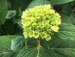绣球花