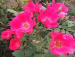 月季花