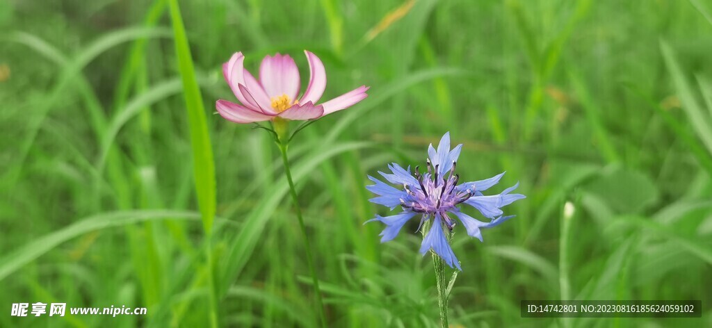 野菊花