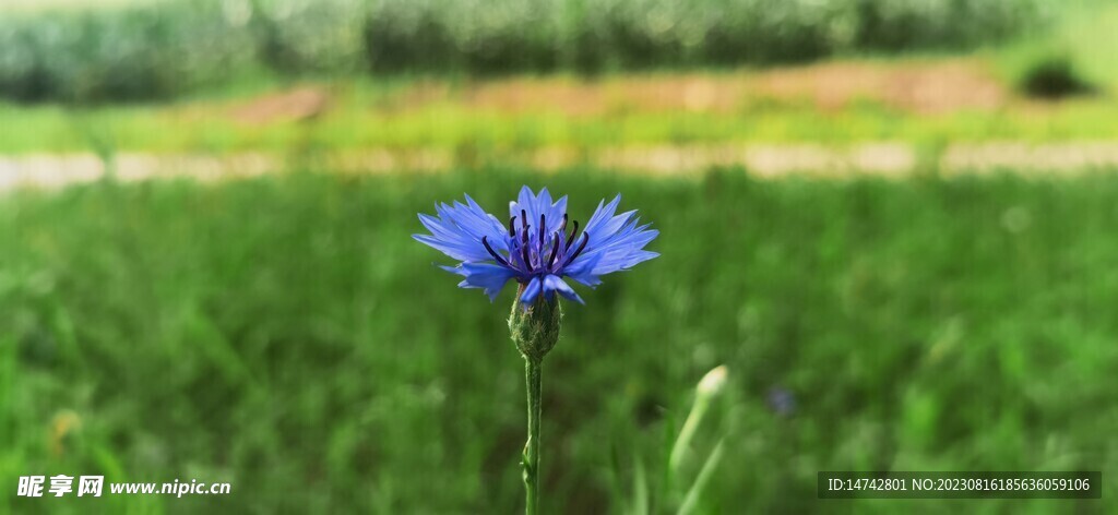 野石榴花