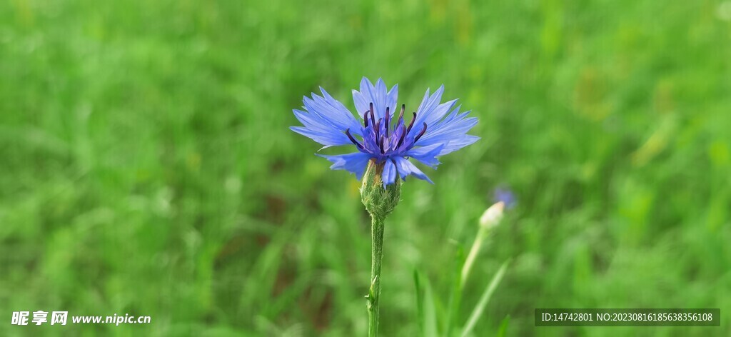 野石榴花