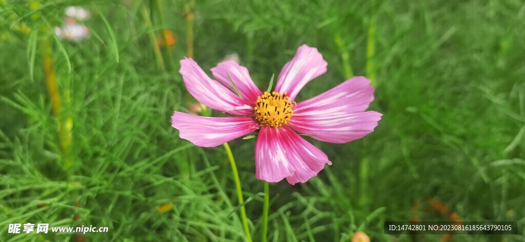 野菊花