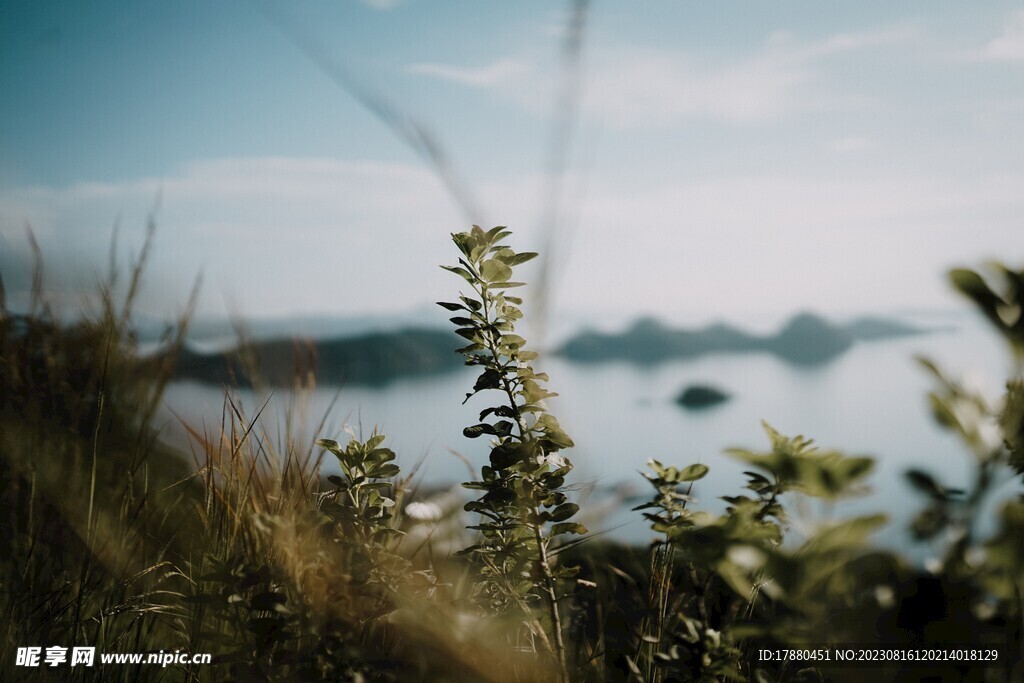 野草