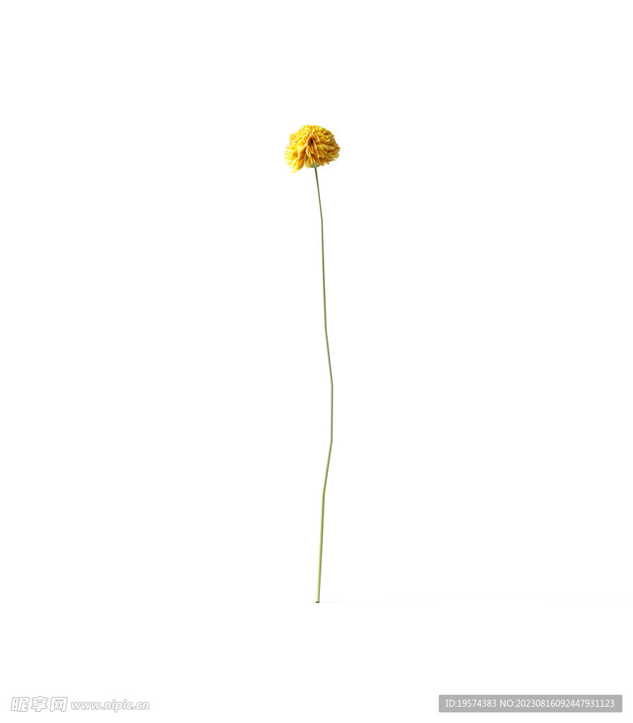  花朵植物 