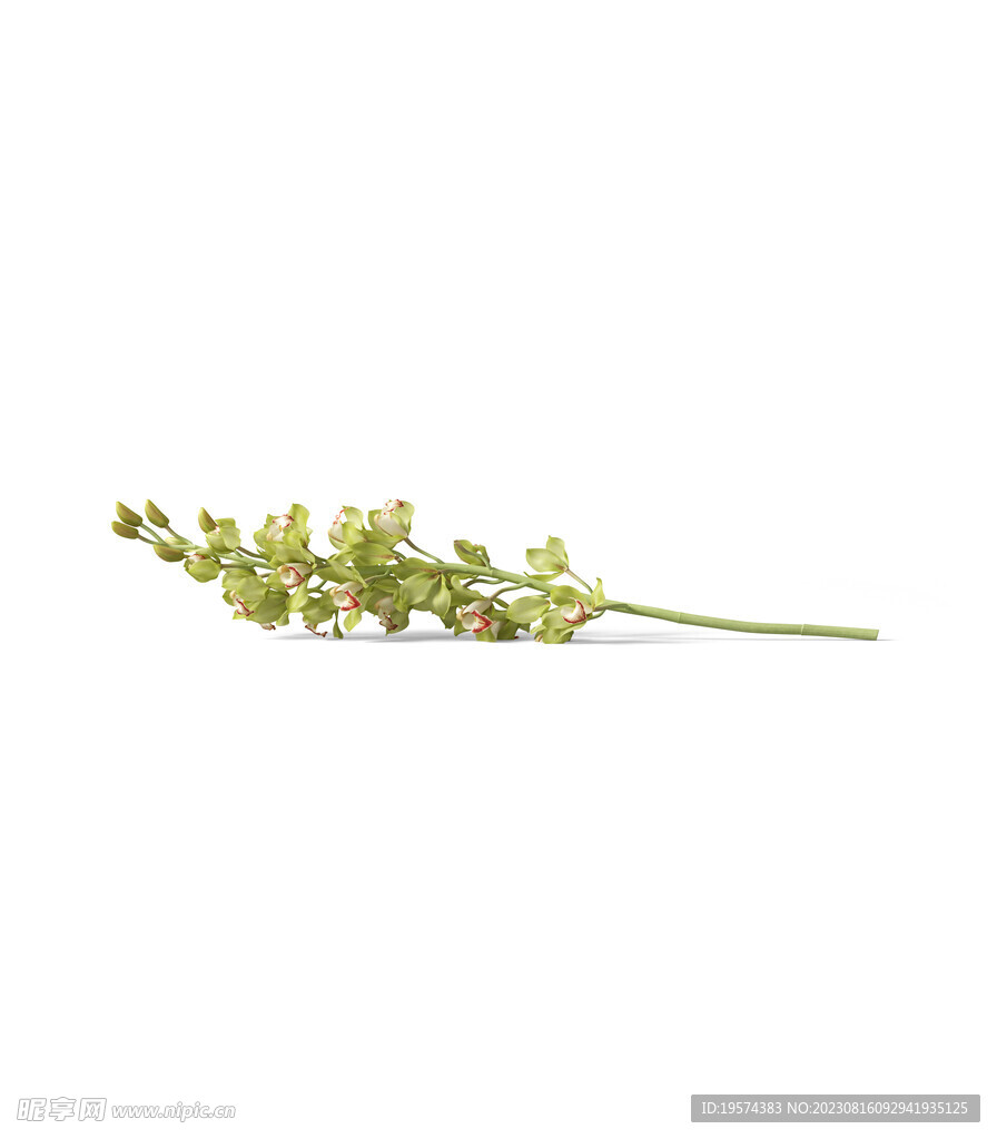  花朵植物  