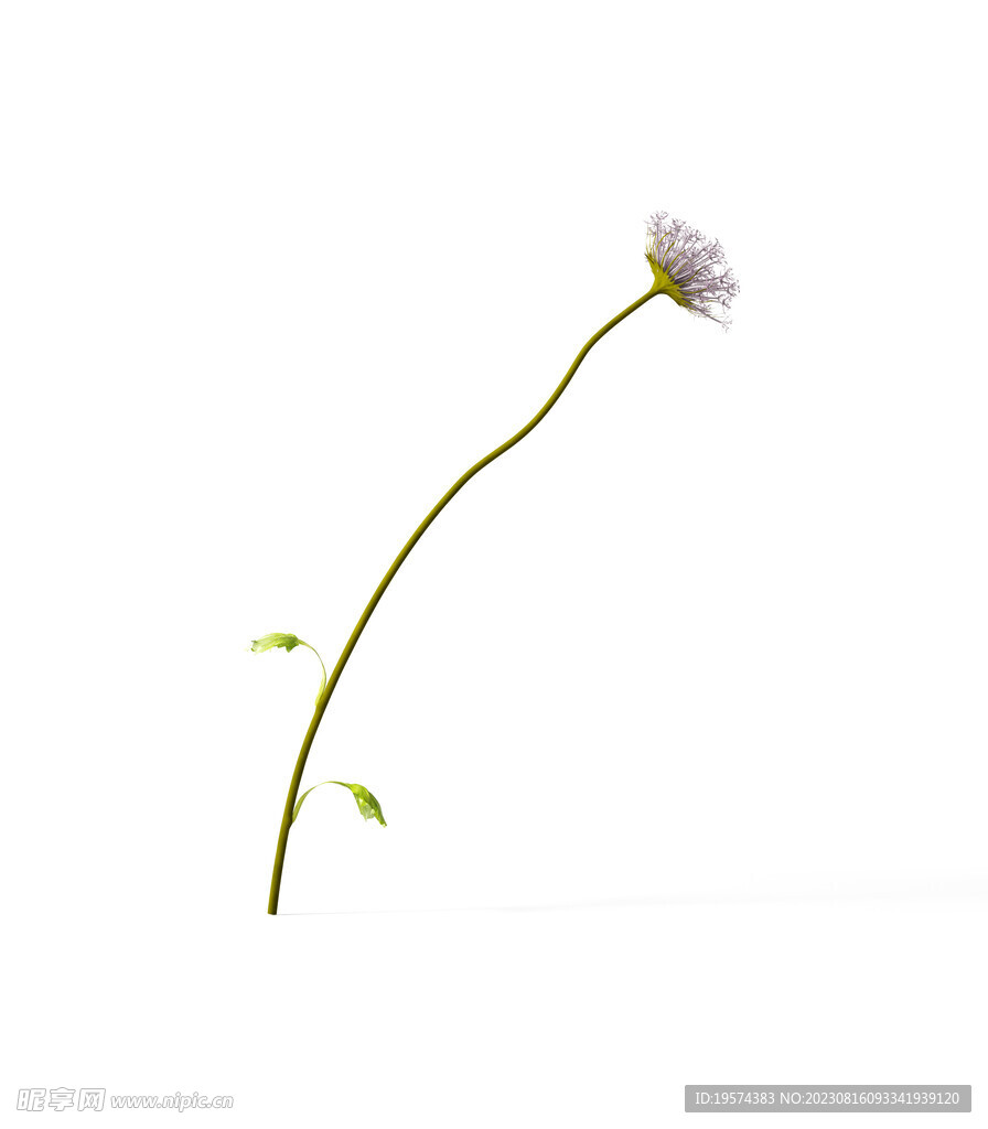  花朵植物  