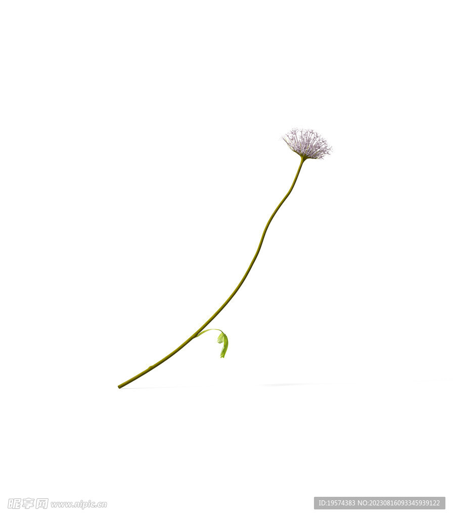 花朵植物  