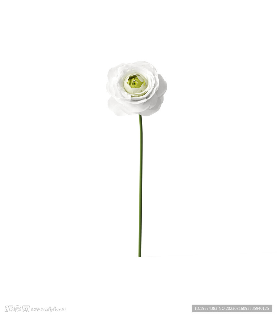 花朵植物 