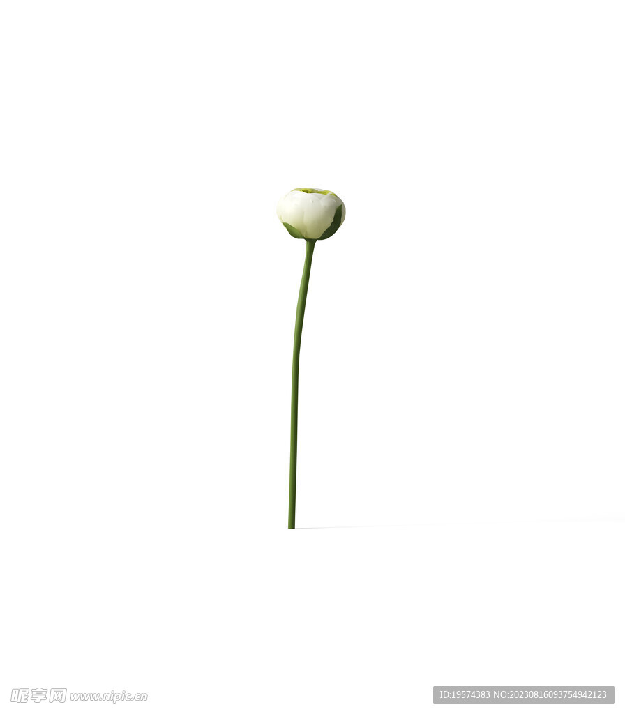 花朵植物