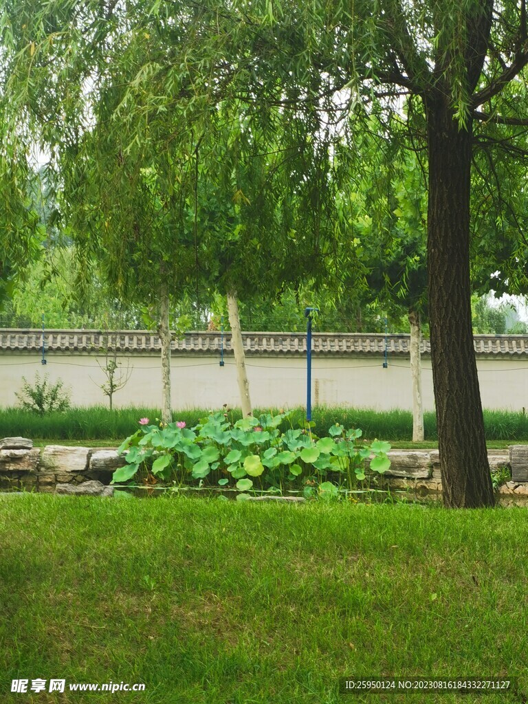 草坪