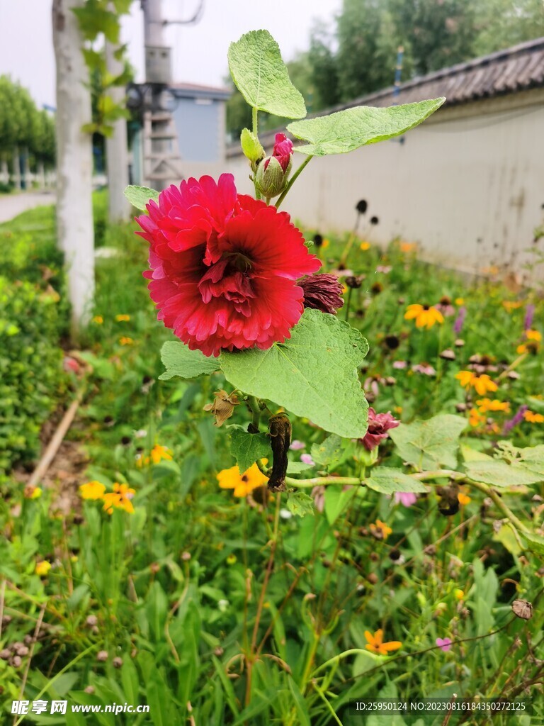 蜀葵