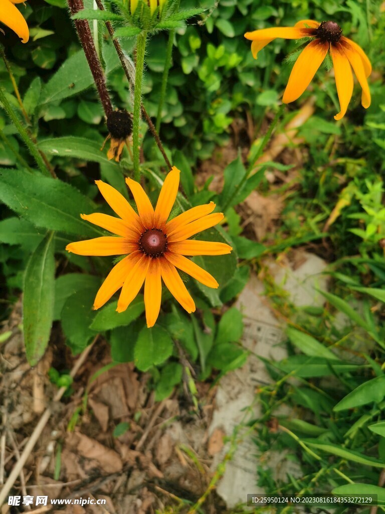 黑心金光菊