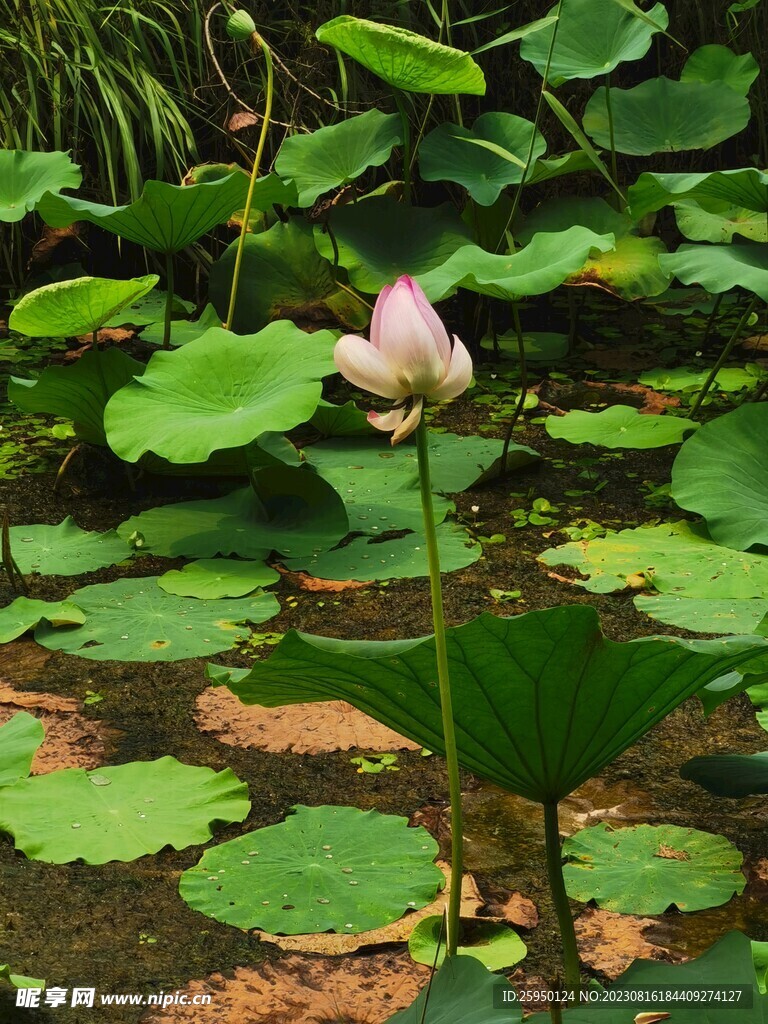 荷花