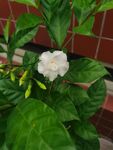 茉莉花