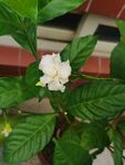 茉莉花