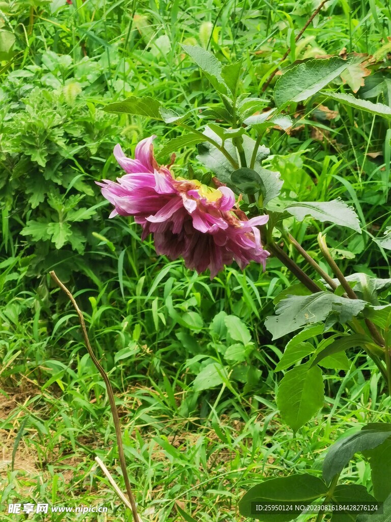 地瓜花