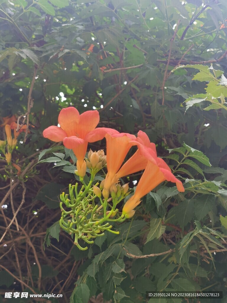 凌霄
