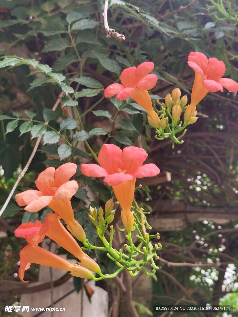 凌霄