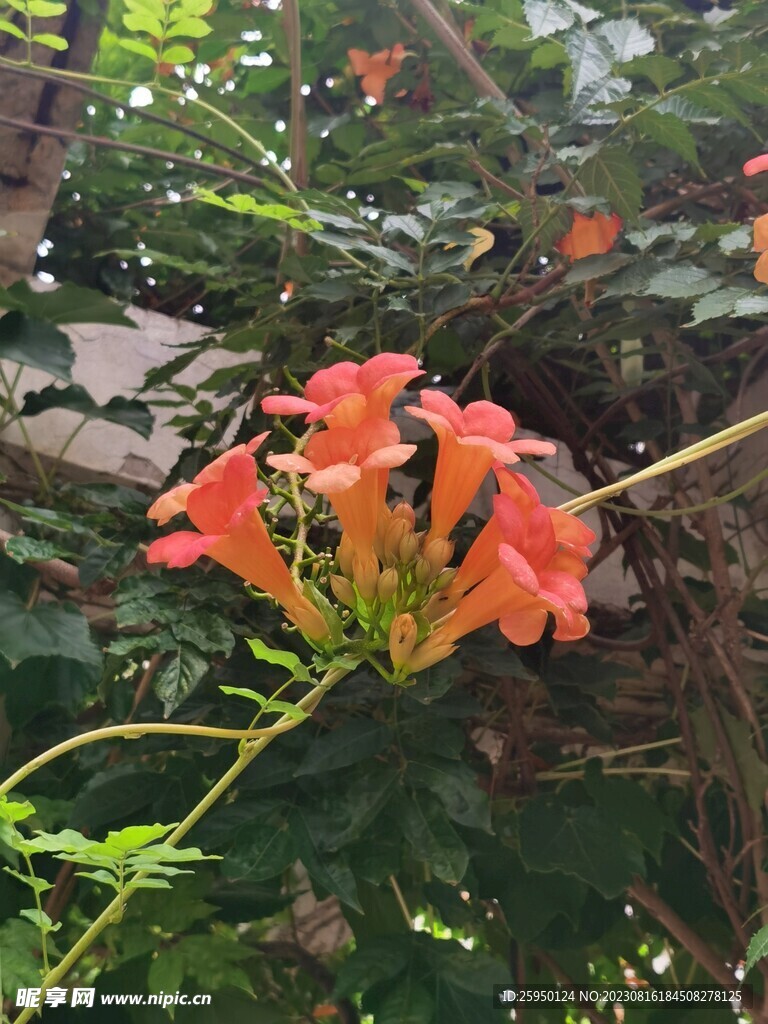 凌霄