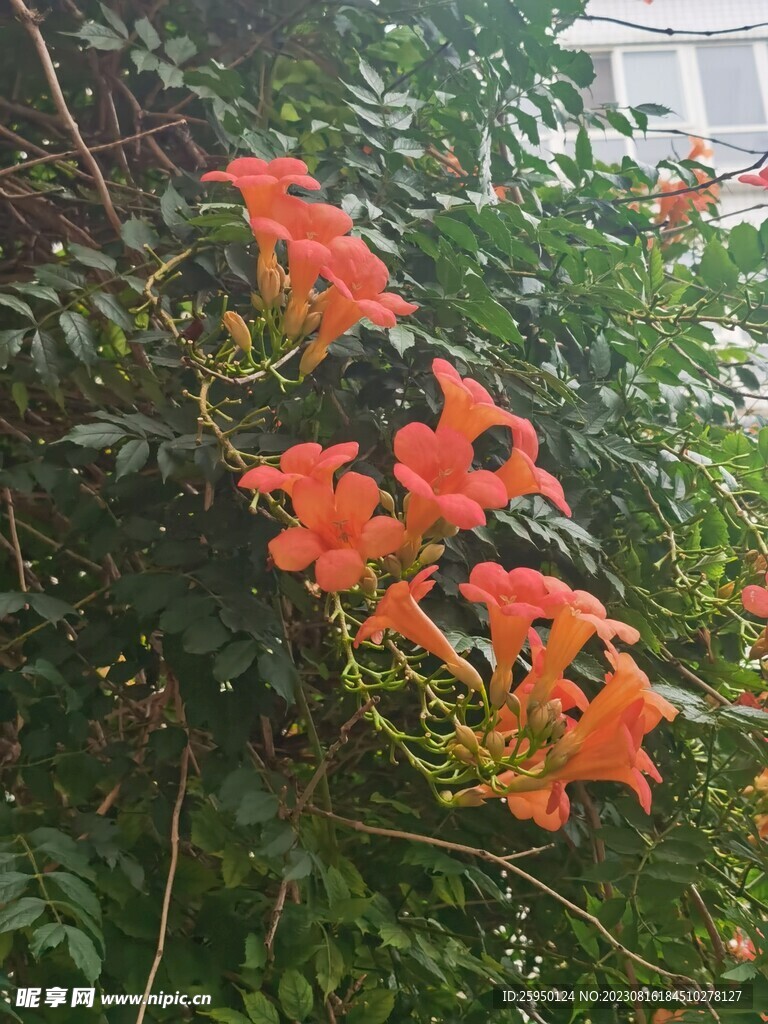 凌霄