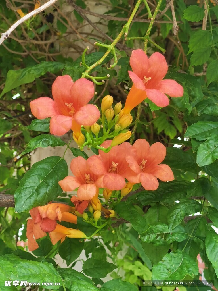 凌霄