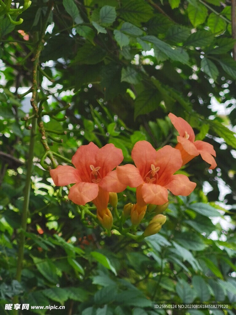凌霄